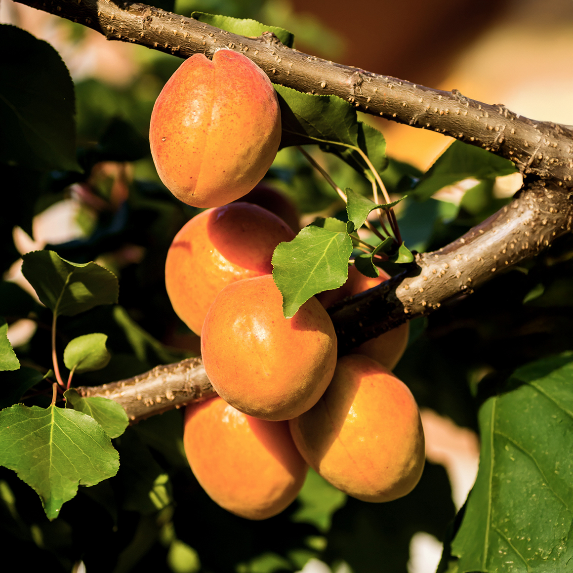 Aceite de Albaricoque 