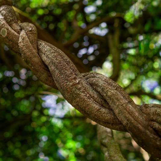 Ayahuasca