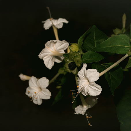 Mirabilis Jalapa