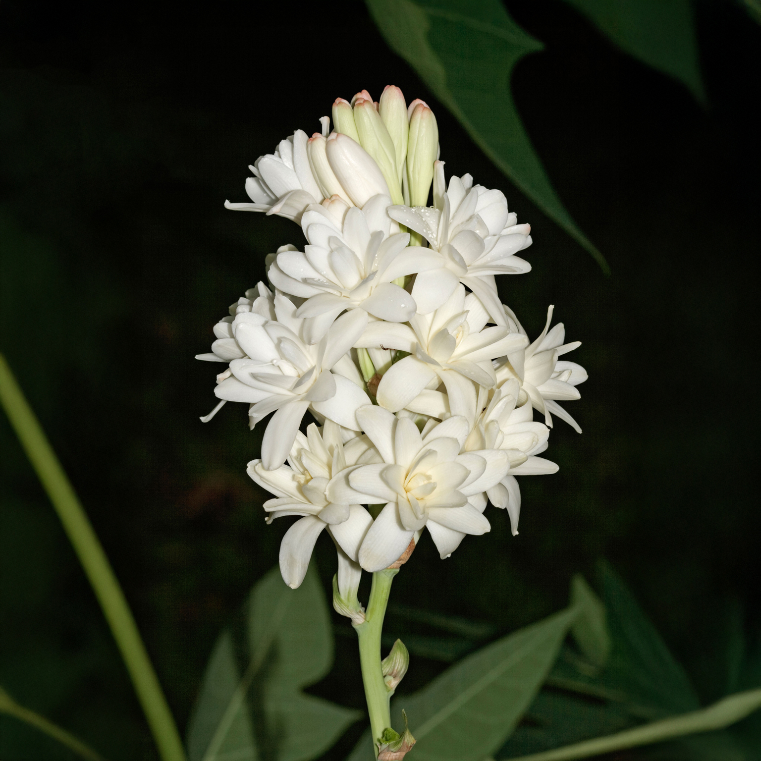 Tuberosa