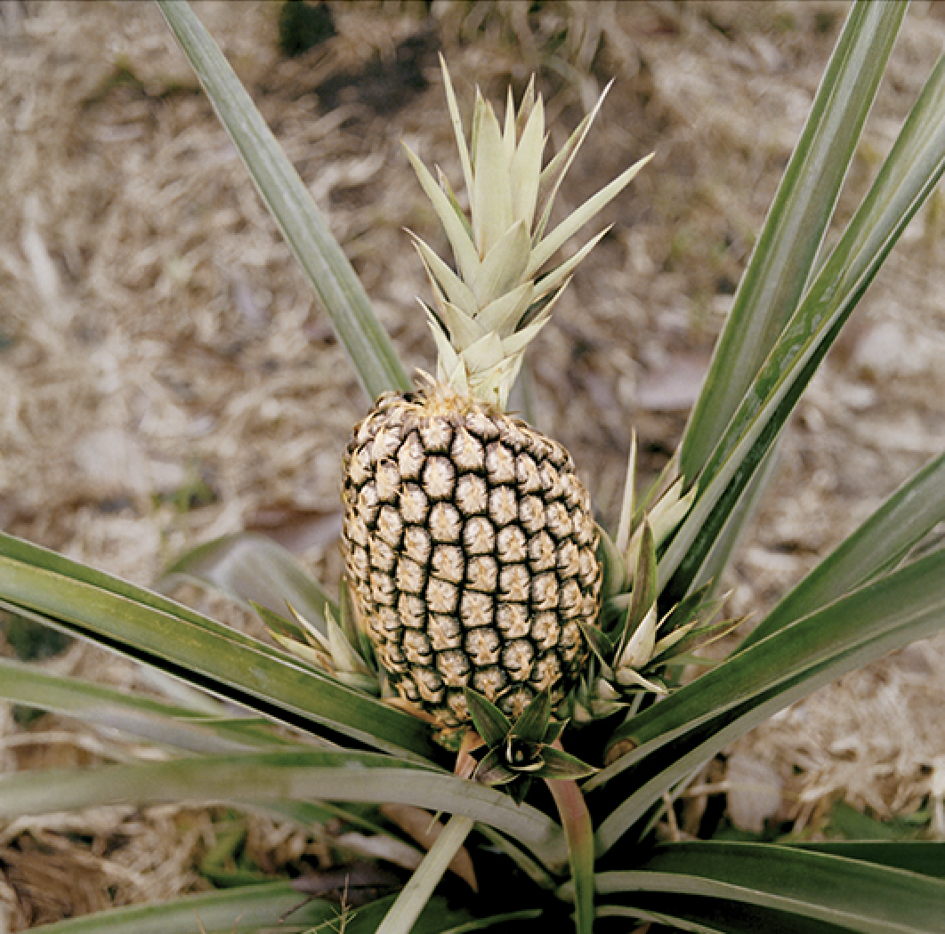 Piña