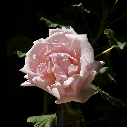 Rosa Damascena