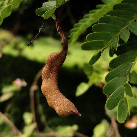 Tamarindo