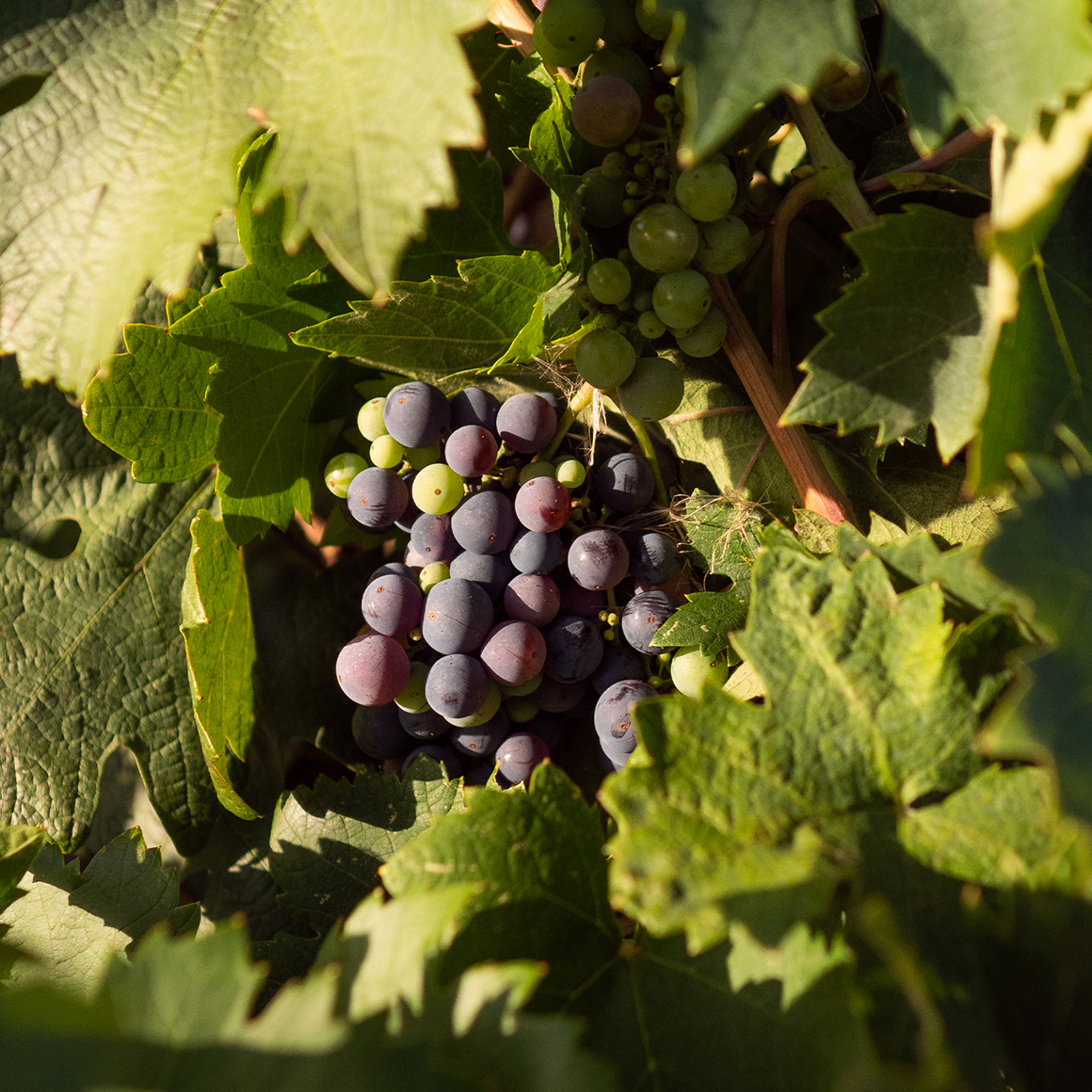 Aceite Pepita de Uva