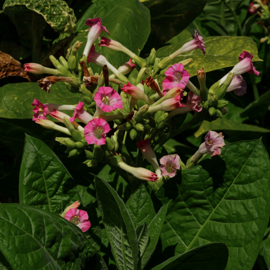 Flor de Tabaco