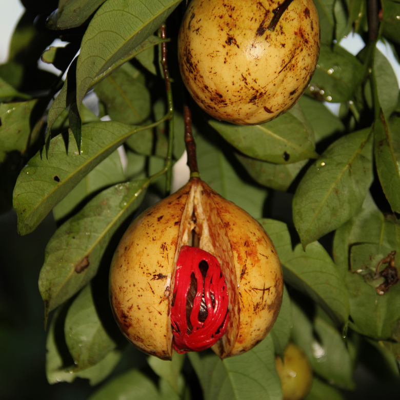 Ucuuba