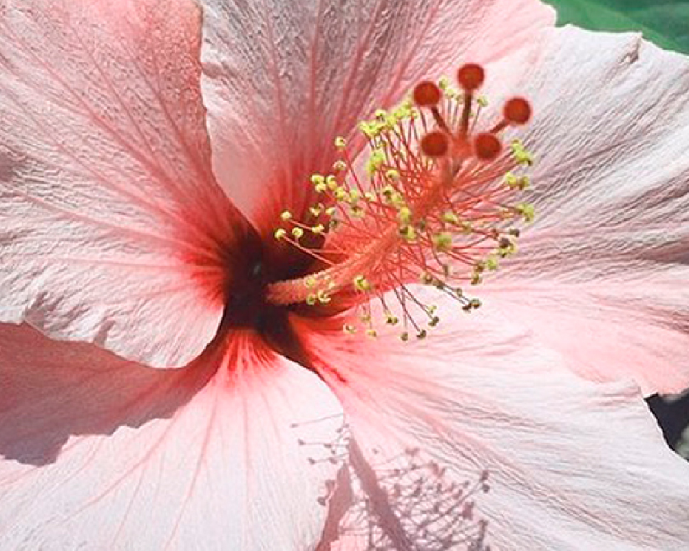 Hibiscus
